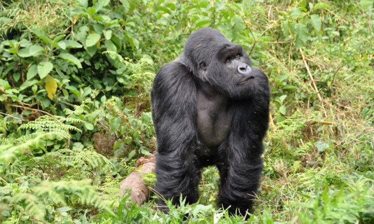 silverback-gorillas