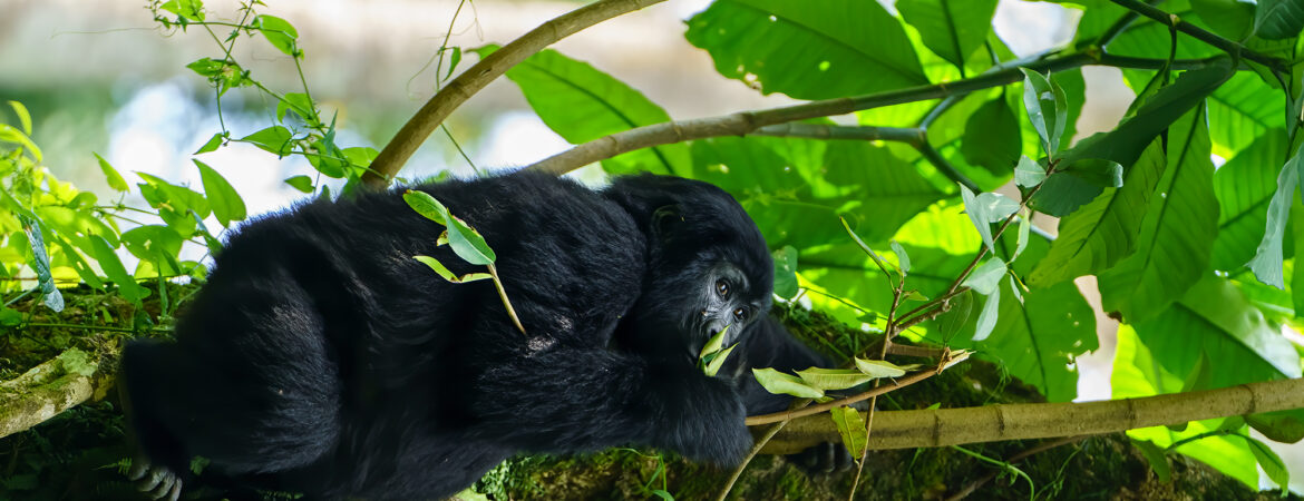 Gorilla Trekking Sectors in Bwindi Impenetrable National Park