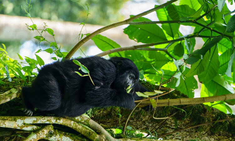 Gorilla Trekking Sectors in Bwindi Impenetrable National Park