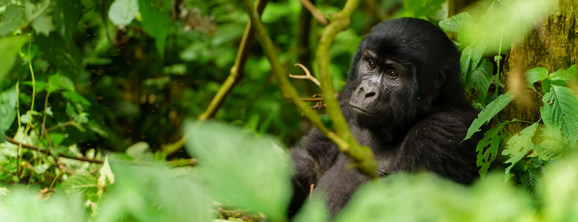 Best Time to see Gorillas in Uganda