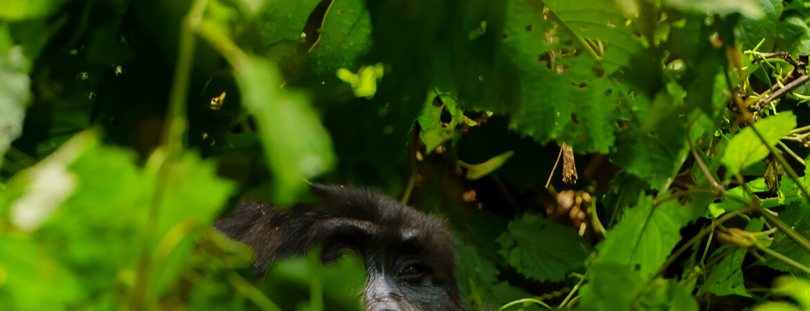 Why were Mountain Gorillas Endangered?