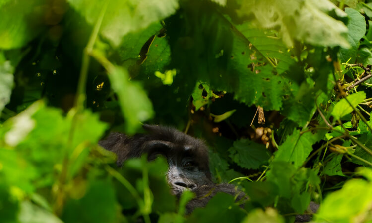 Why were Mountain Gorillas Endangered?