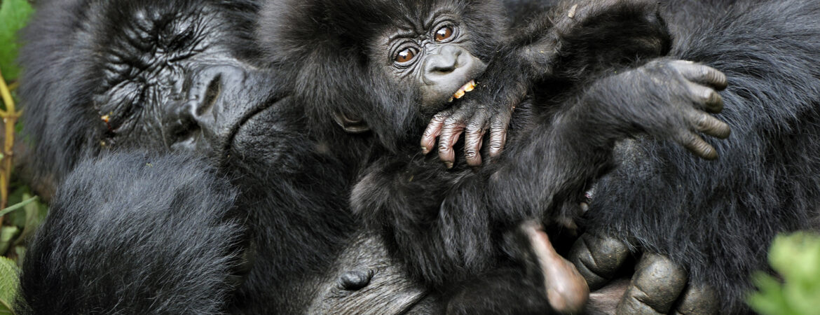 How Do Gorillas Sleep?