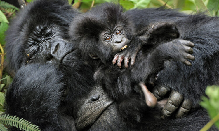How Do Gorillas Sleep?