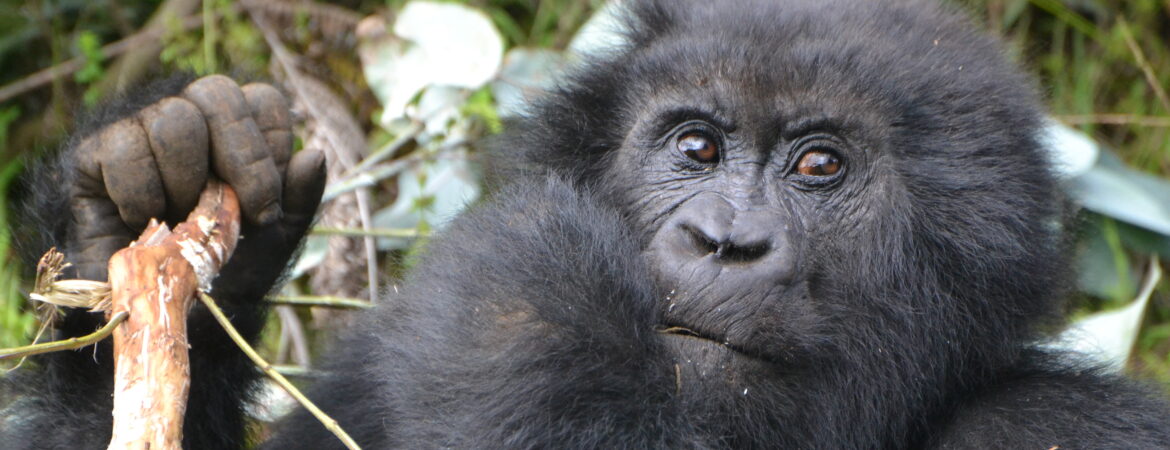 Why are Mountain Gorillas Poached