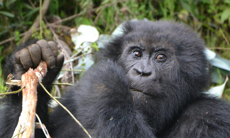 Why are Mountain Gorillas Poached