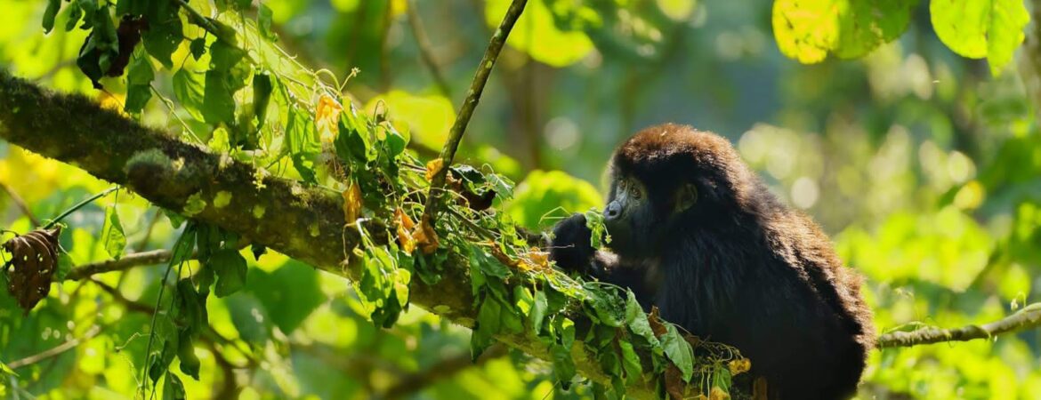 Mountain Gorilla Predators