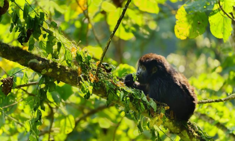Mountain Gorilla Predators