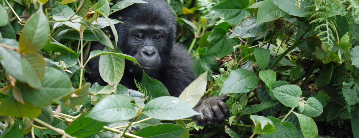 Mukiza Gorilla group