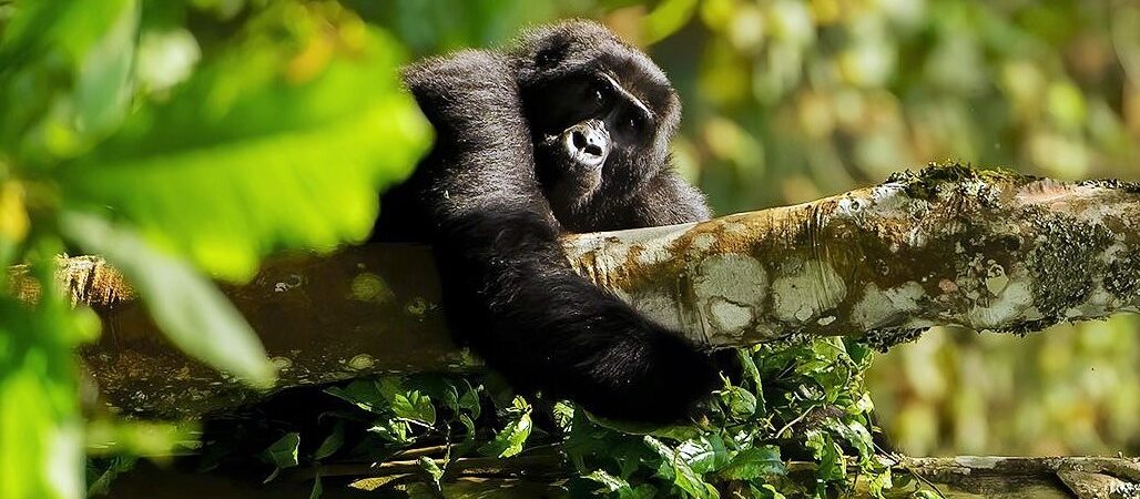 characteristics of mountain gorillas