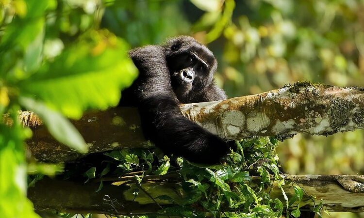 characteristics of mountain gorillas