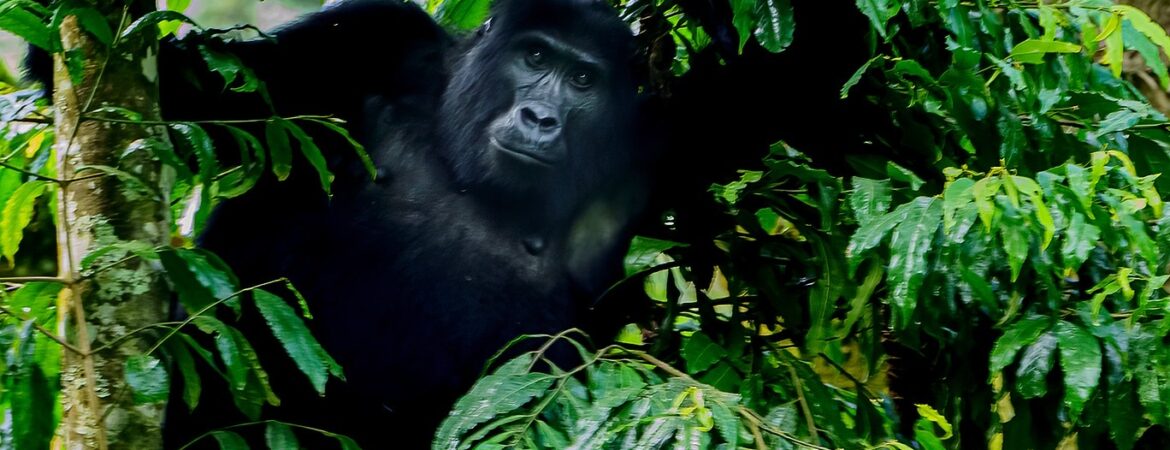 What do gorillas look like