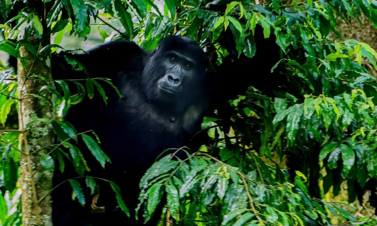 What do gorillas look like