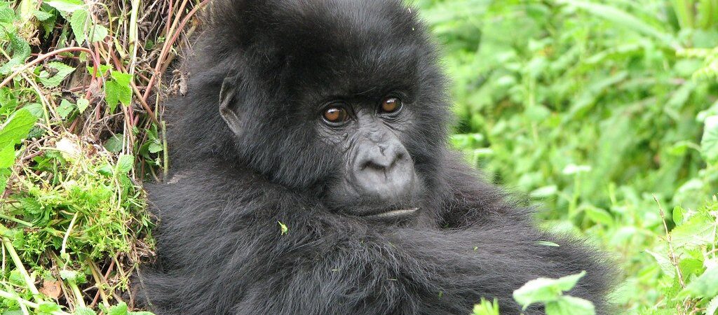 Best time to see Gorillas in D.R Congo