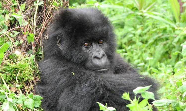 Best time to see Gorillas in D.R Congo