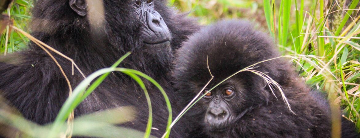 Christmas gorilla family