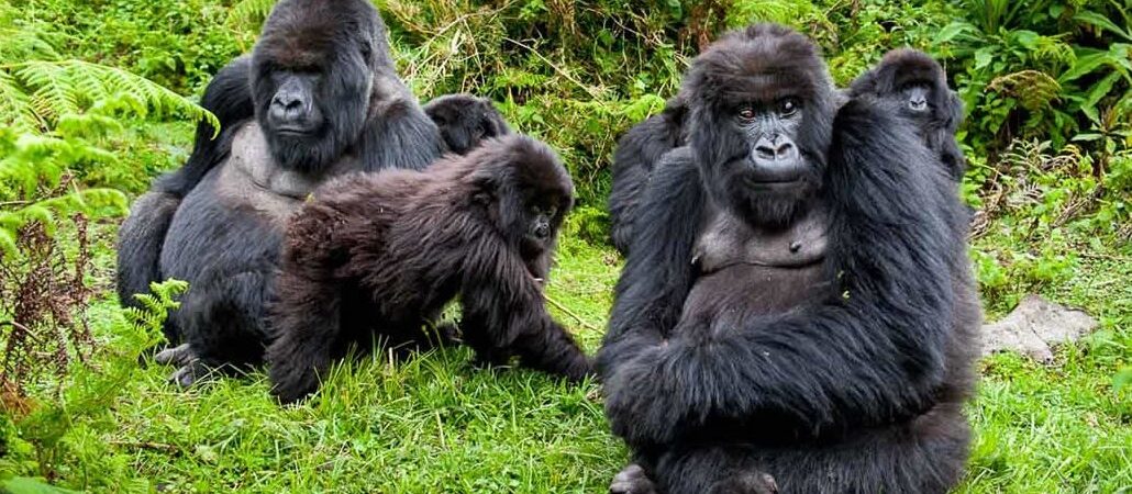 Gorilla trekking rules and regulations