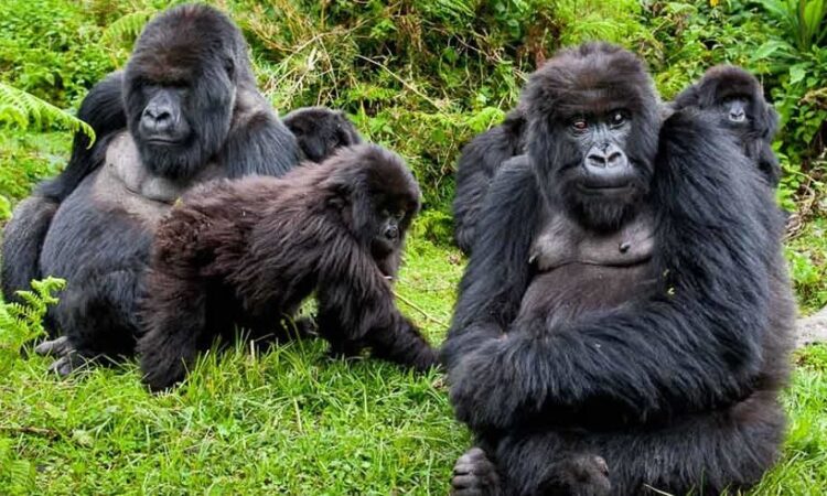 Gorilla trekking rules and regulations