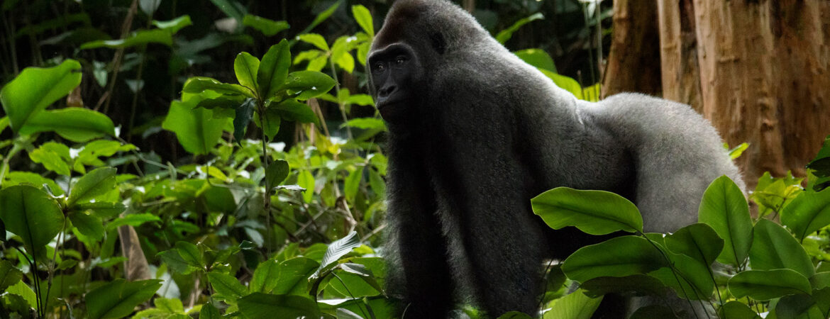 Western lowland gorillas