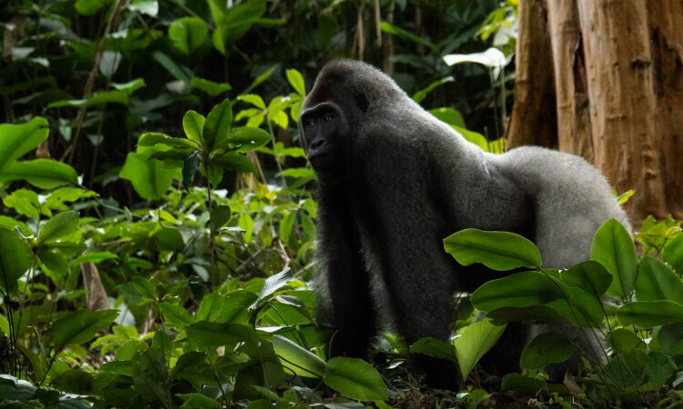 Western lowland gorillas