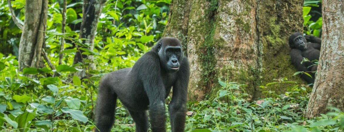 eastern lowland gorillas