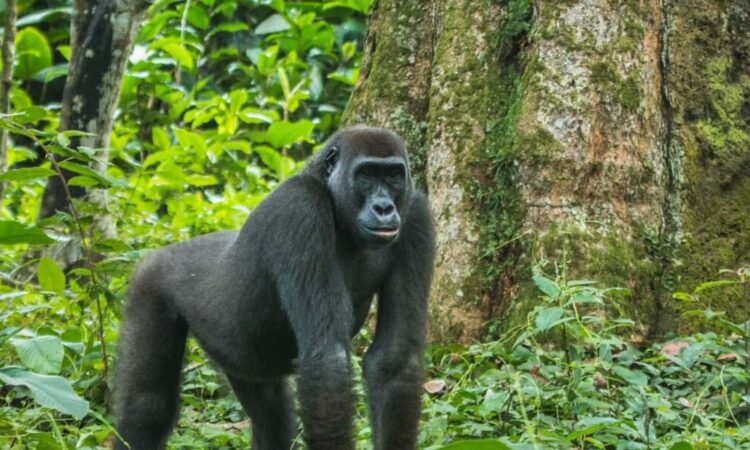 eastern lowland gorillas