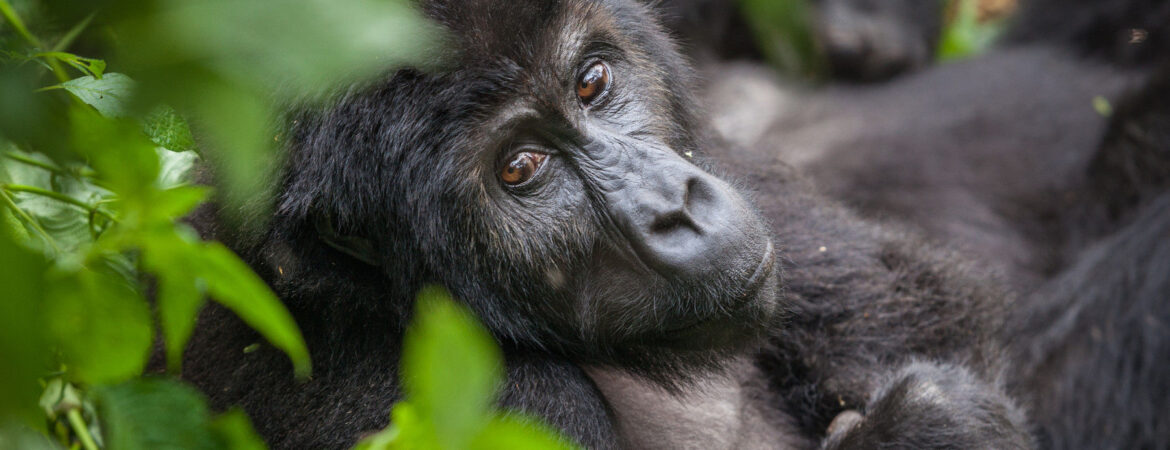 Mapuwa gorilla group