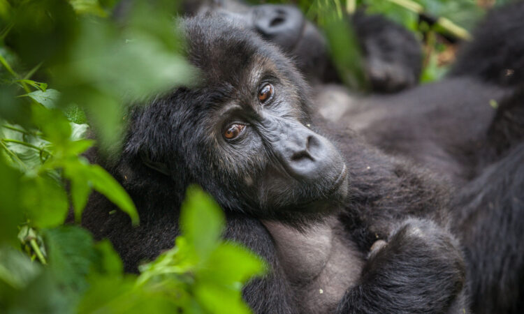 Mapuwa gorilla group