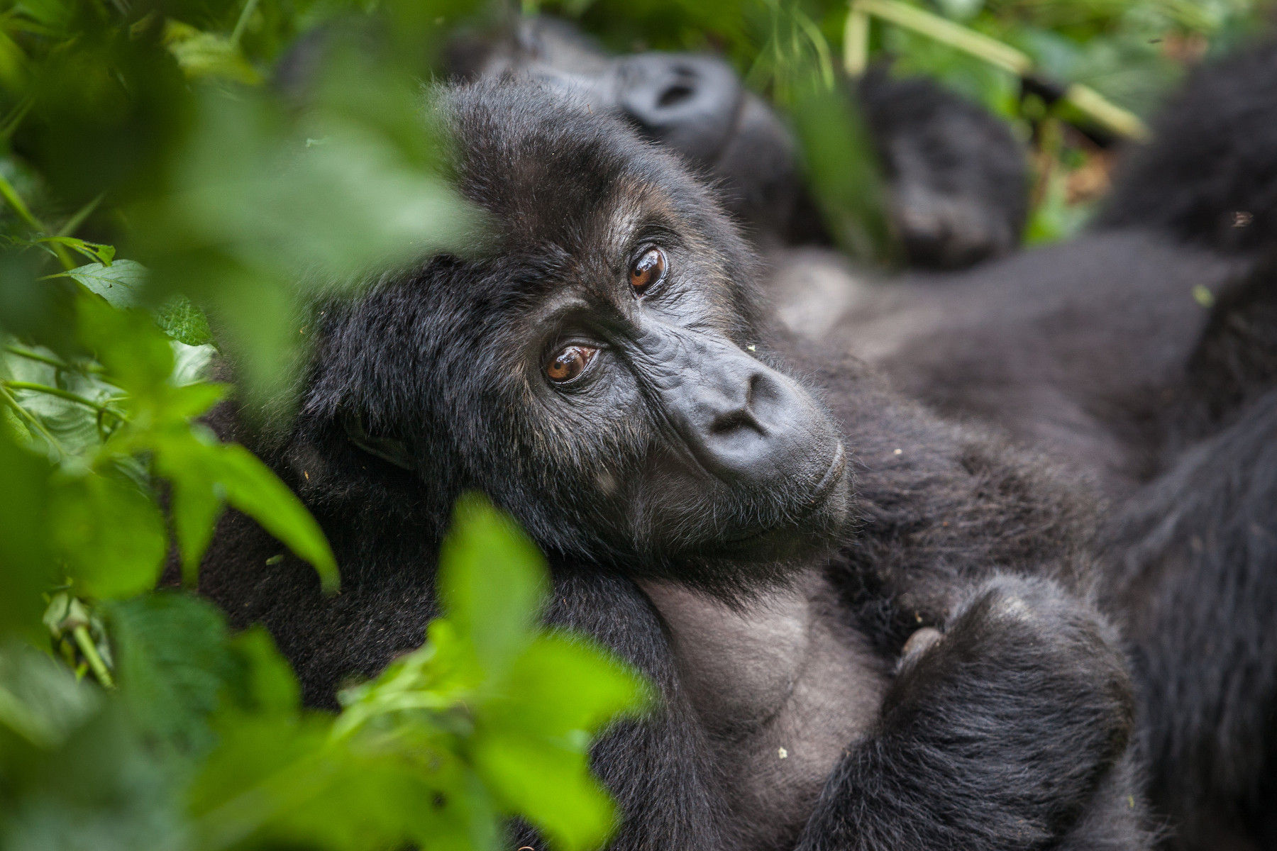 Mapuwa Gorilla Family - Gorilla Africa Safaris