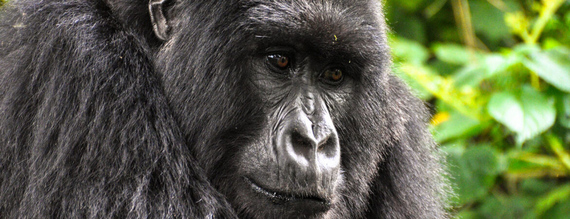 Titus Gorilla Family