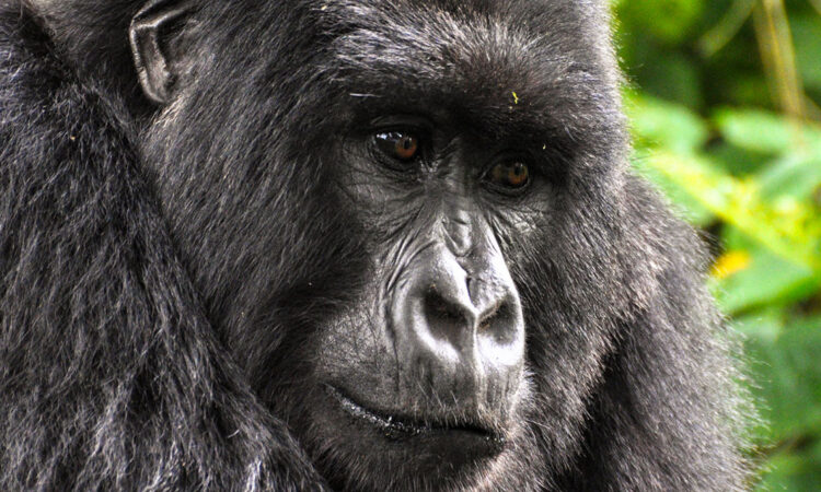 Titus Gorilla Family