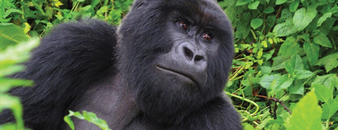 Bwenge gorilla family