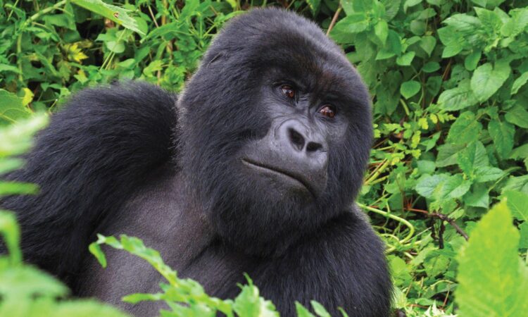 Bwenge gorilla family